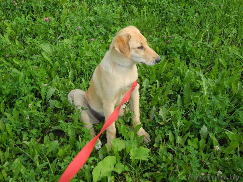 Джессика- рыженькая маленькая модель  дар - Изображение #3, Объявление #735270