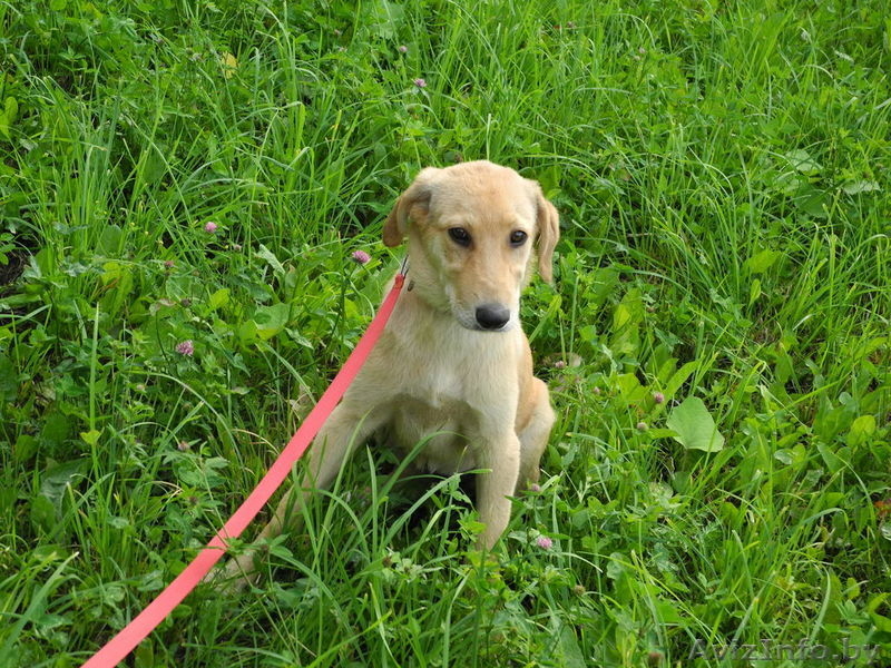 Джессика- рыженькая маленькая модель  дар - Изображение #1, Объявление #735270