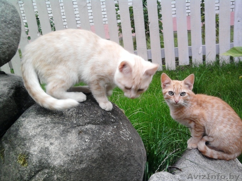 Замечательные котята – Рыжий и Ванильный!)  - Изображение #1, Объявление #743988