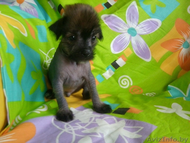 Китайская хохлатая мальчик с идеальным заростом, отлично сложен.Кушает сам.  - Изображение #1, Объявление #747217