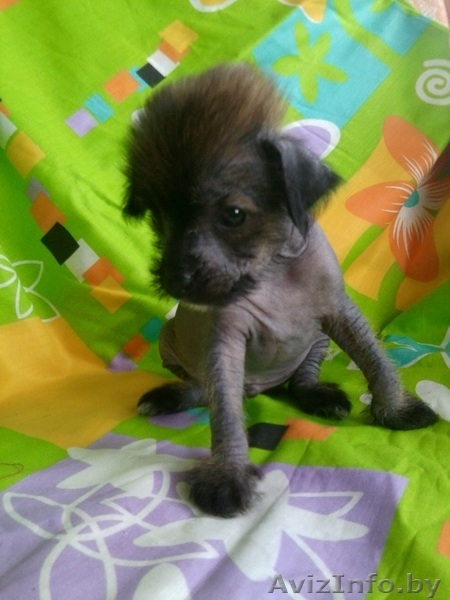 Китайская хохлатая мальчик с идеальным заростом, отлично сложен.Кушает сам.  - Изображение #2, Объявление #747217