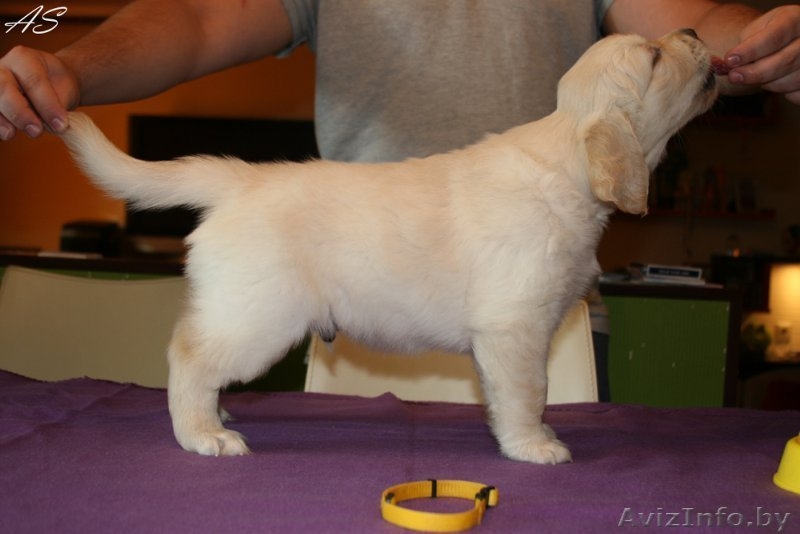 Щенки золотистого ретривера. Родители чемпионы! - Изображение #5, Объявление #736093