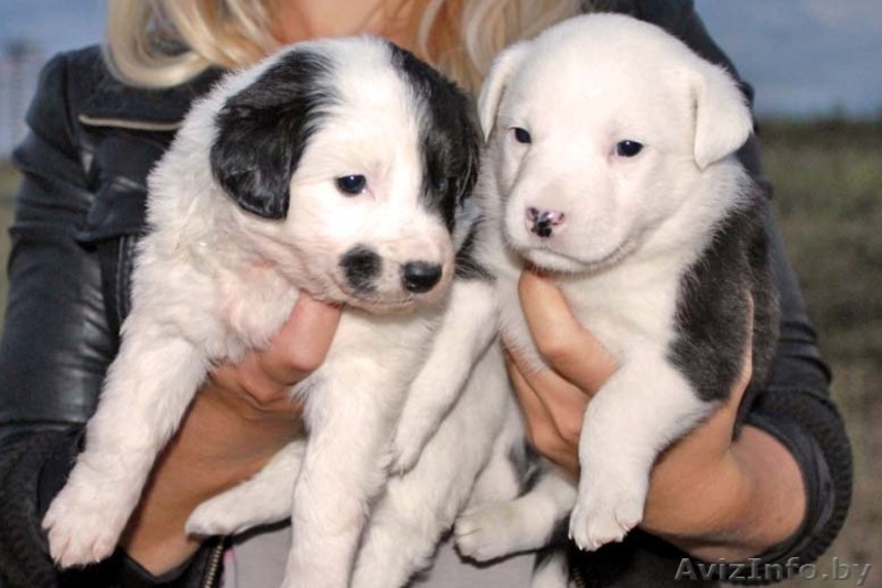 Вот оно Ваше счастье Звоните оно Вас ждет - Изображение #2, Объявление #743559