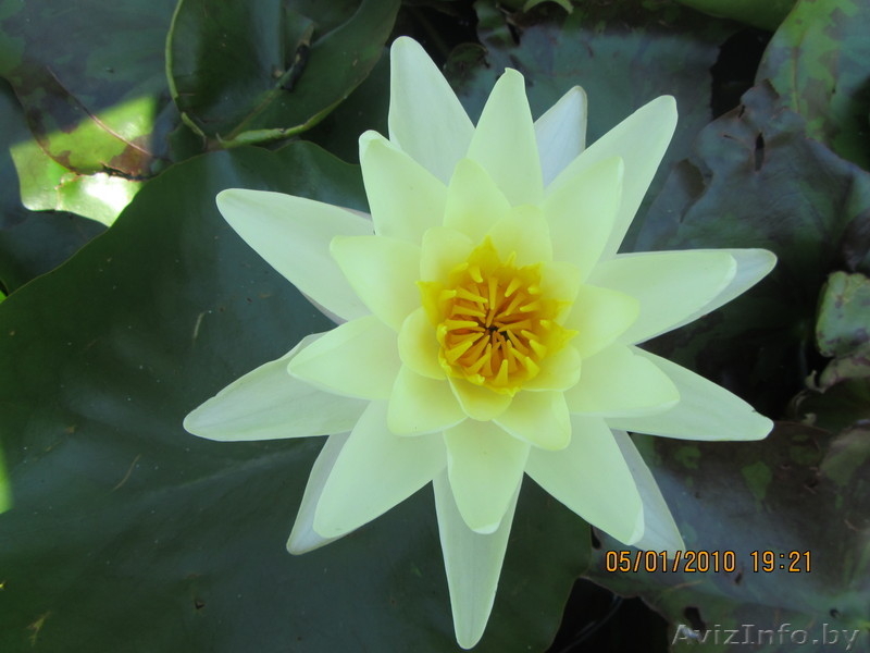 водяные лилии (нимфеи) - Изображение #3, Объявление #739233