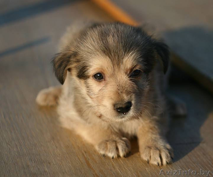 Двух месячные щенки в дар! - Изображение #1, Объявление #735878