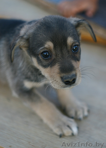 Двух месячные щенки в дар! - Изображение #2, Объявление #735878