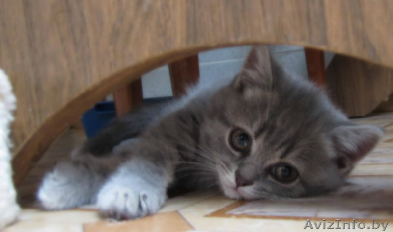 Очаровтельные британские котята - Изображение #1, Объявление #739411