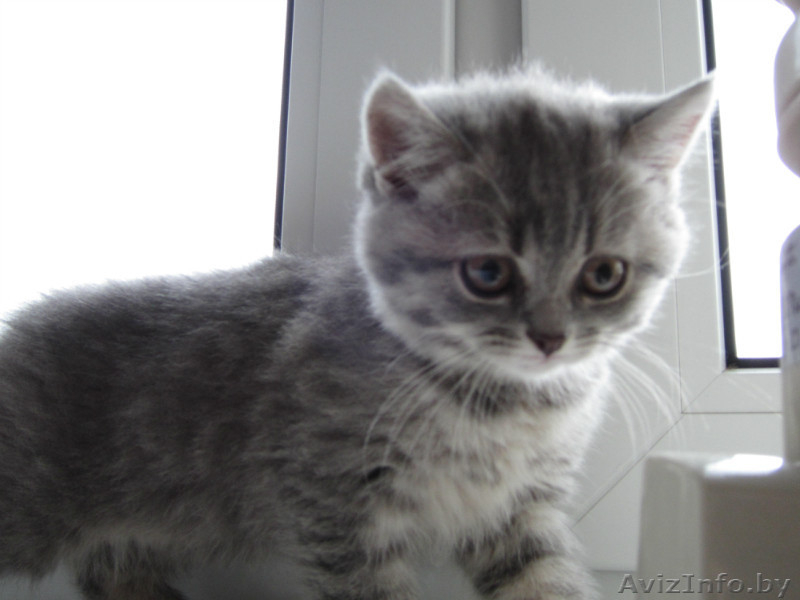 Очаровтельные британские котята - Изображение #3, Объявление #739411