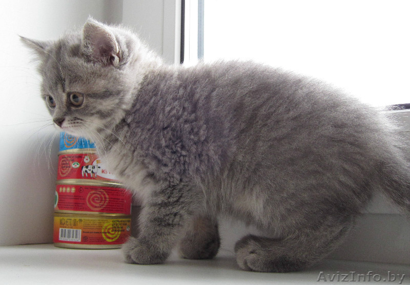 Очаровтельные британские котята - Изображение #4, Объявление #739411