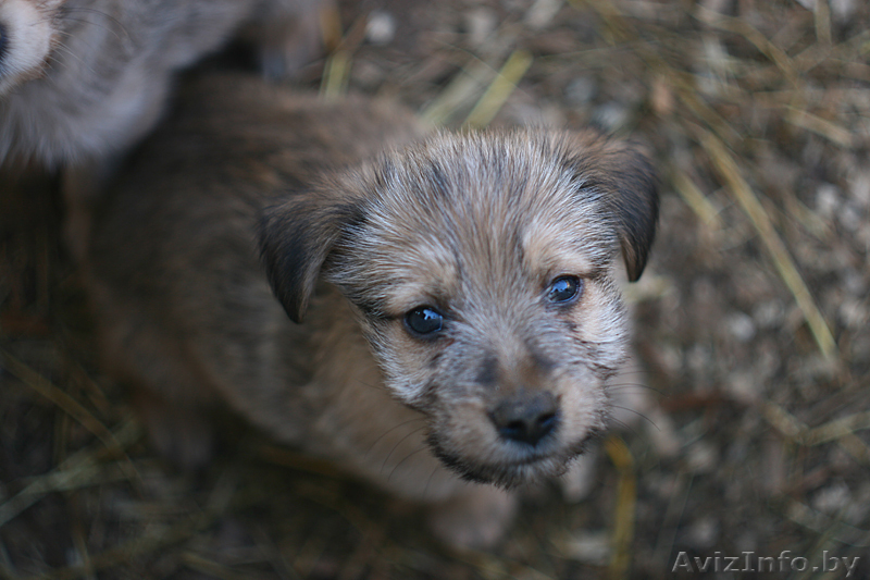 Двух месячные щенки в дар! - Изображение #3, Объявление #735878