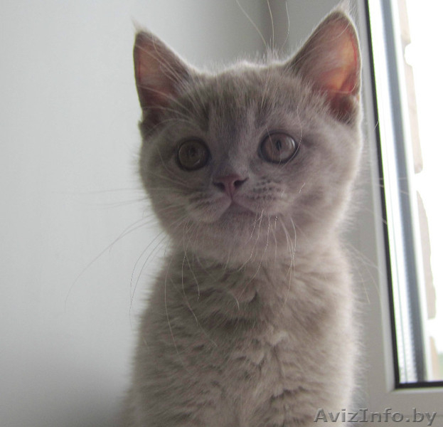 Очаровтельные британские котята - Изображение #5, Объявление #739411