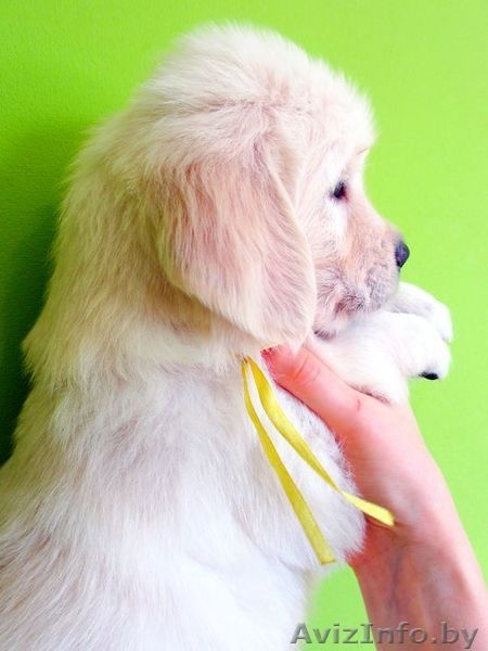 Золотистые ретриверы от MAJESTIC Dog - Изображение #3, Объявление #746011