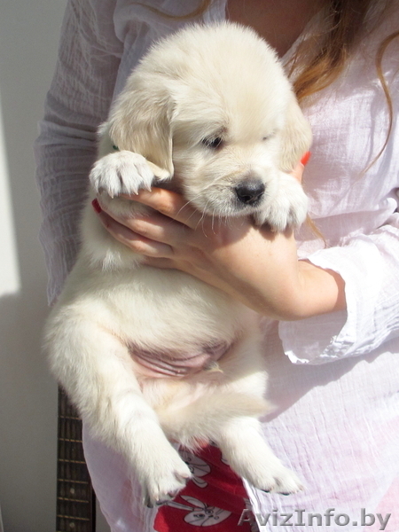 Золотистые ретриверы от MAJESTIC Dog - Изображение #2, Объявление #746011