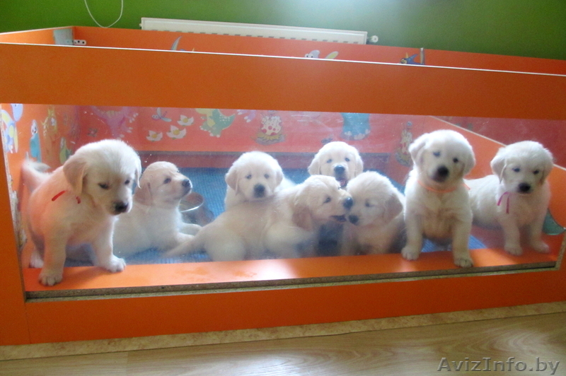 Золотистые ретриверы от MAJESTIC Dog - Изображение #7, Объявление #746011