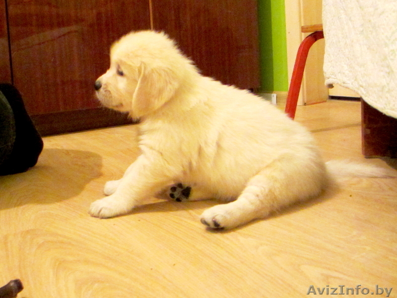Золотистые ретриверы от MAJESTIC Dog - Изображение #4, Объявление #746011