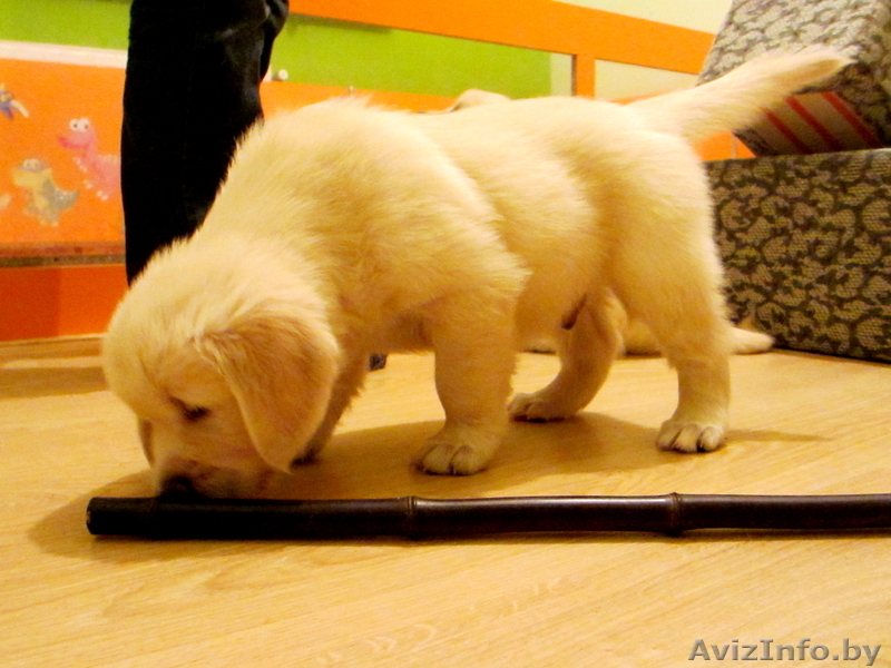 Золотистые ретриверы от MAJESTIC Dog - Изображение #6, Объявление #746011