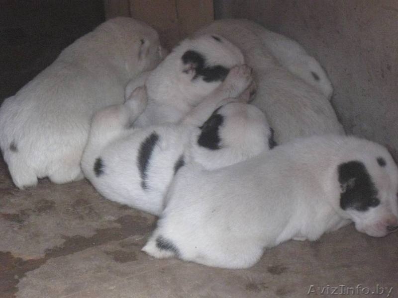 средеазиадская овчарка,туркменский алабай щенки. - Изображение #1, Объявление #739834