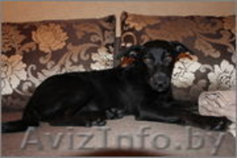 РУТ- полугодовалая обаятельная воспитанная девочка - Изображение #1, Объявление #744470