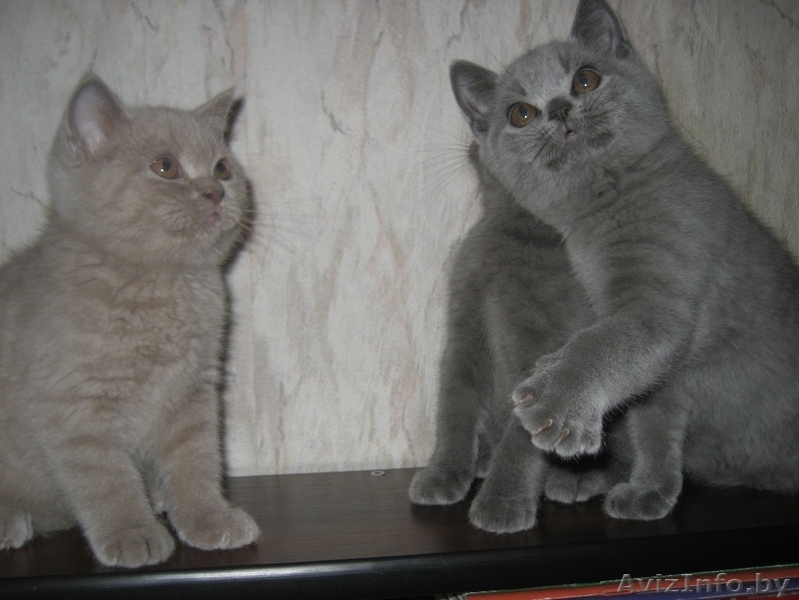 Британские котята шоу класса - Изображение #1, Объявление #733604