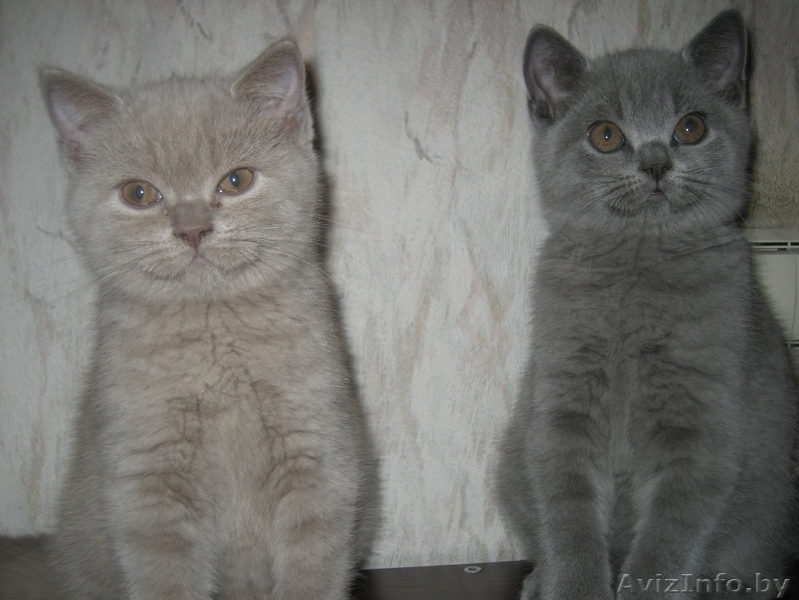 Британские котята шоу класса - Изображение #2, Объявление #733604