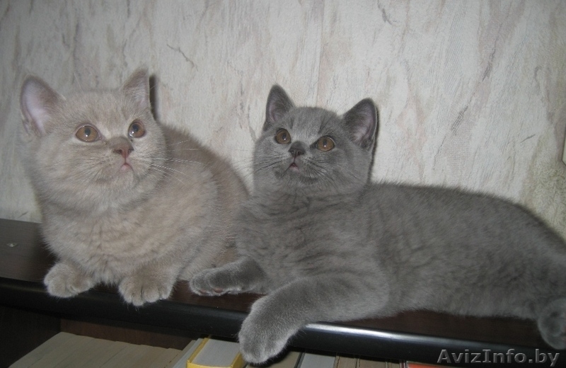 Британские котята шоу класса - Изображение #3, Объявление #733604