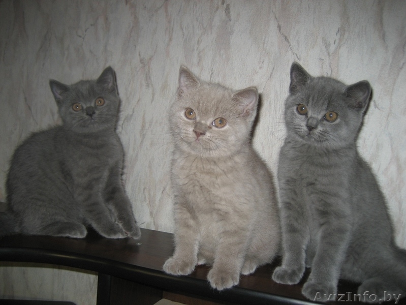 Британские котята шоу класса - Изображение #4, Объявление #733604
