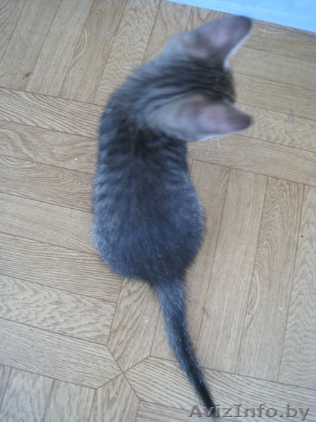 КОТЕНОК В ДОБРЫЕ РУКИ!!! - Изображение #1, Объявление #732200