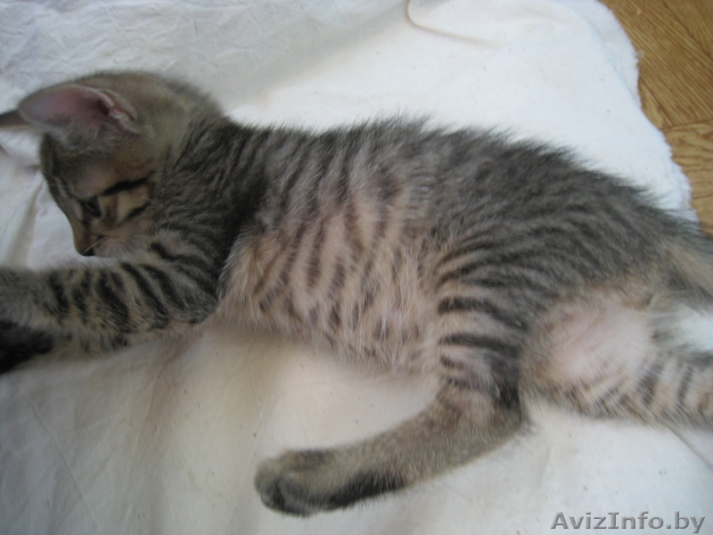 КОТЕНОК В ДОБРЫЕ РУКИ!!! - Изображение #2, Объявление #732200