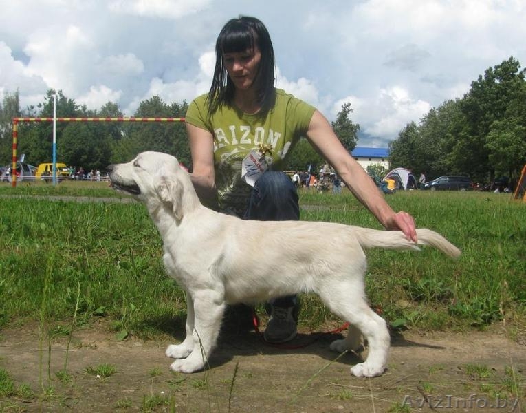 Голден ретривер, Щенки из питомника \"Мое Сокровище\" - Изображение #1, Объявление #736545