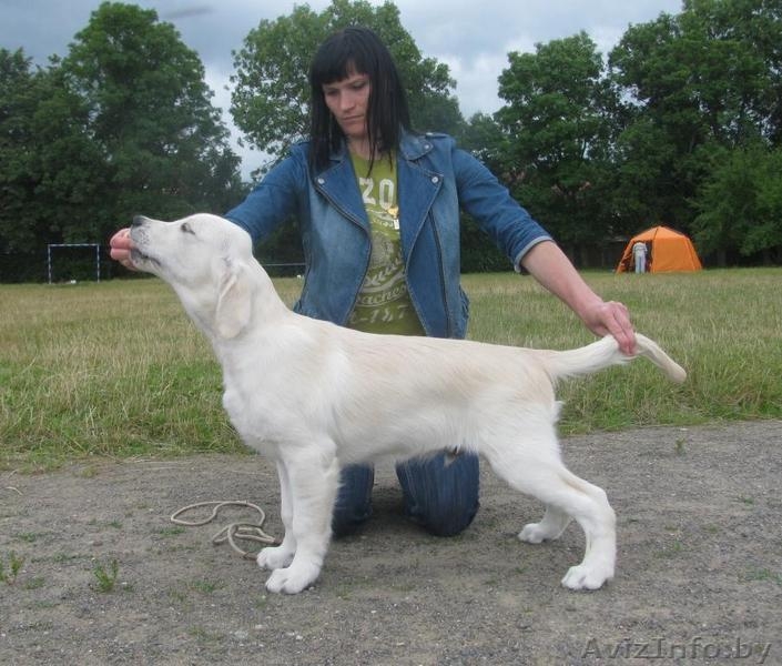 Голден ретривер, Щенки из питомника \"Мое Сокровище\" - Изображение #2, Объявление #736545