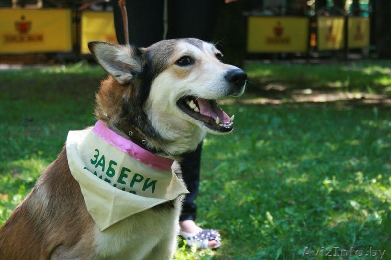 Кен - собака инвалид в поиске нового дома  ( в дар) - Изображение #2, Объявление #735280