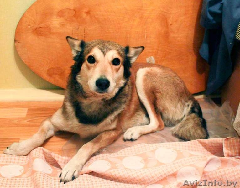 Кен - собака инвалид в поиске нового дома  ( в дар) - Изображение #1, Объявление #735280