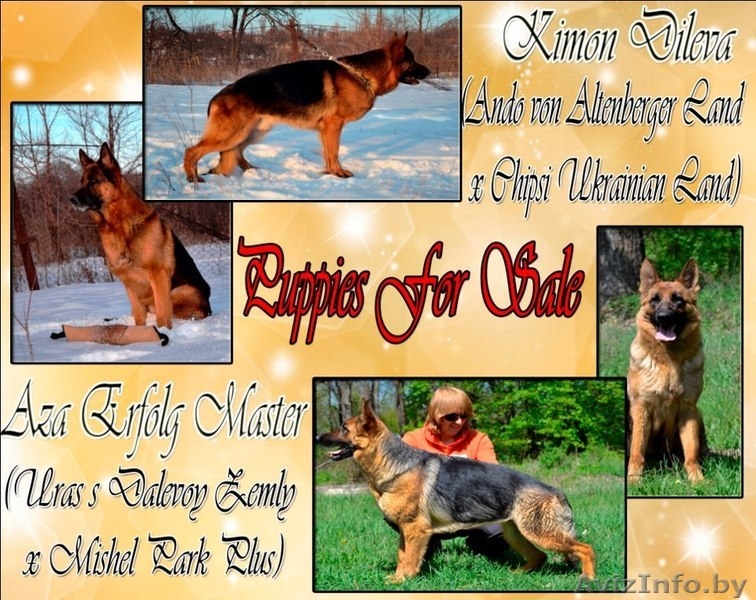 Подрощенная высокопородная девочка породы Немецкая овчарка  - Изображение #2, Объявление #737491