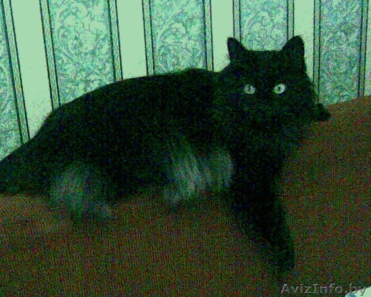 Шикарный сибирский кот в хорошие руки! - Изображение #1, Объявление #745559