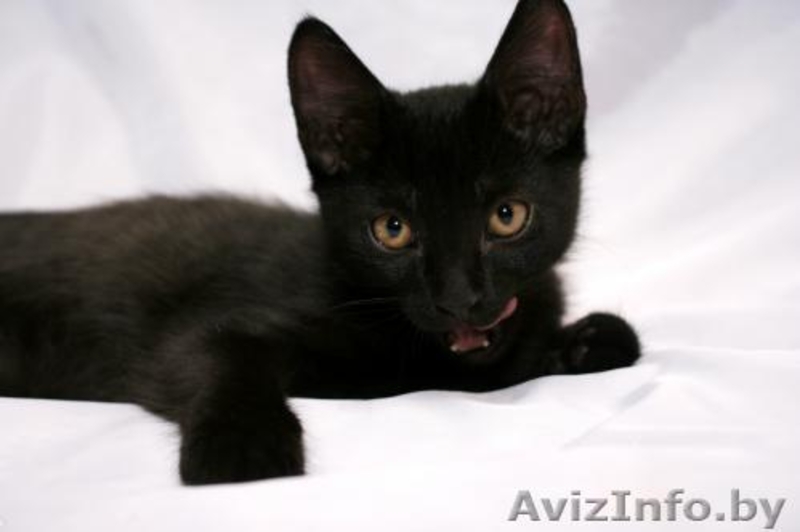 Котенок в ДАР. Черныш –покоритель мира - Изображение #1, Объявление #734553