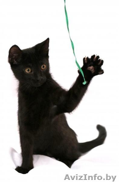 Котенок в ДАР. Черныш –покоритель мира - Изображение #2, Объявление #734553