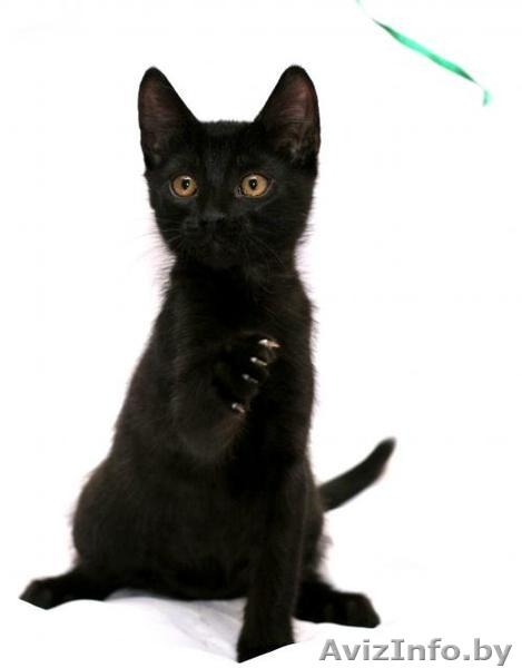 Котенок в ДАР. Черныш –покоритель мира - Изображение #3, Объявление #734553