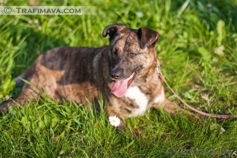 Барби ищет хозяина - Изображение #2, Объявление #748470