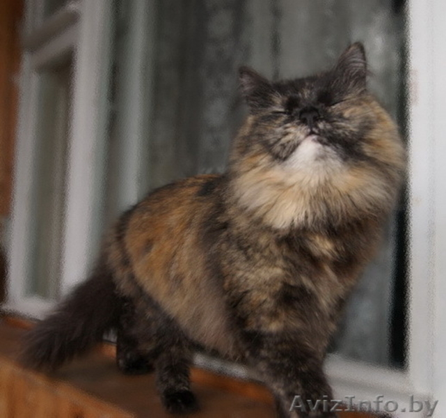 Чера - черепаховая красота - Изображение #3, Объявление #742036