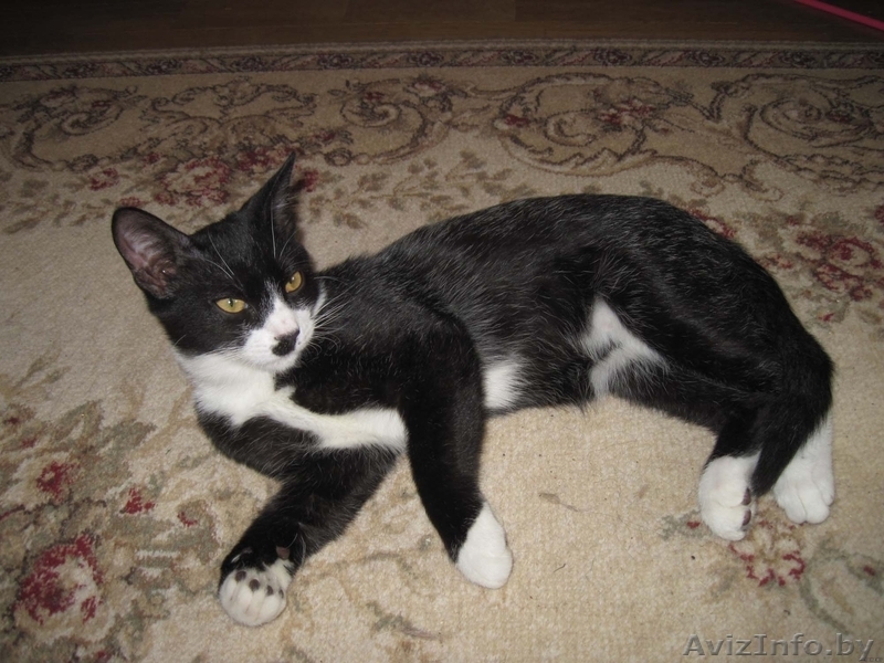 МИШЕЛЬ - черно-белый котенок 5 мес. - Изображение #2, Объявление #736713