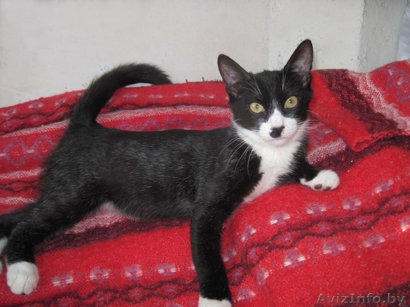 МИШЕЛЬ - черно-белый котенок 5 мес. - Изображение #1, Объявление #736713