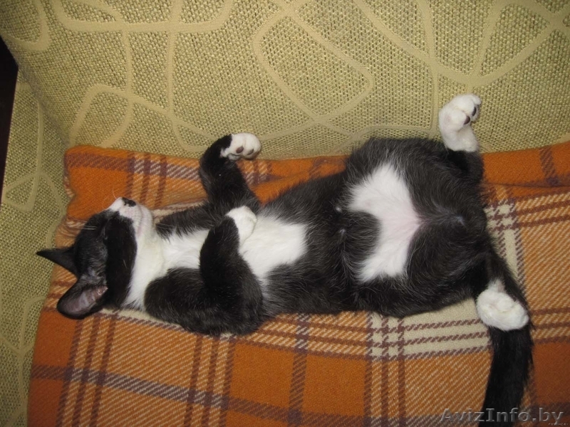 МИШЕЛЬ - черно-белый котенок 5 мес. - Изображение #3, Объявление #736713