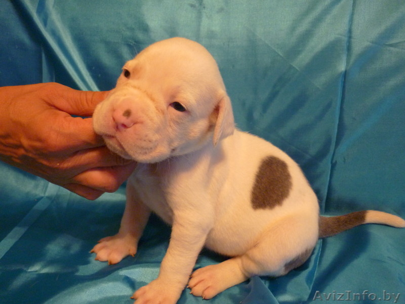 Американский бульдог-щенки - Изображение #2, Объявление #733438