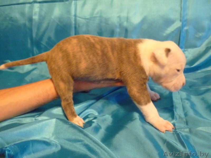 Американский бульдог-щенки - Изображение #5, Объявление #733438