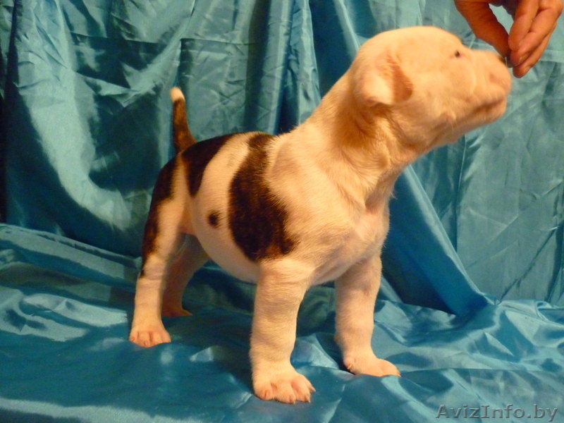 Американский бульдог-щенки - Изображение #7, Объявление #733438