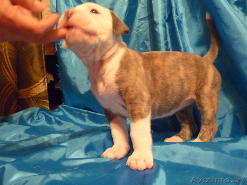 Американский бульдог-щенки - Изображение #4, Объявление #733438