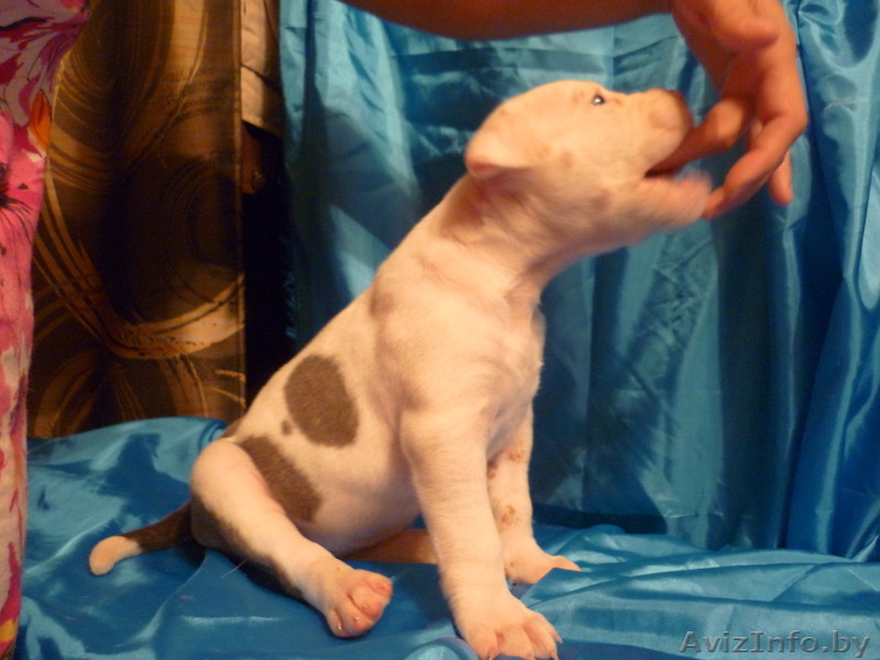 Американский бульдог-щенки - Изображение #8, Объявление #733438