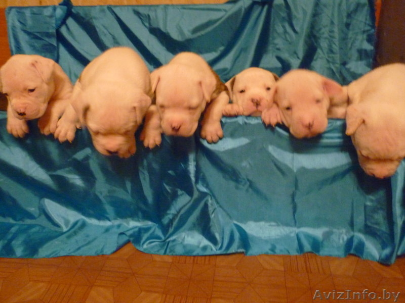 Американский бульдог-щенки - Изображение #9, Объявление #733438