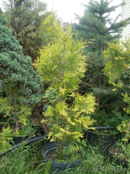 Туи, можжевельник, форзиция, тис, самшиты, ели. - Изображение #1, Объявление #729715