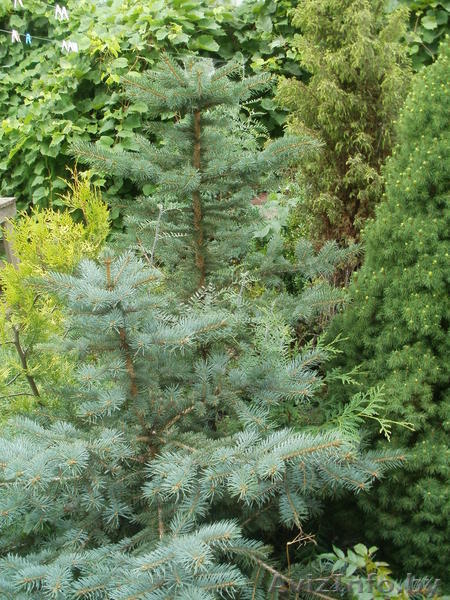 Туи, можжевельник, форзиция, тис, самшиты, ели. - Изображение #2, Объявление #729715